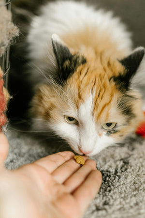 How to Prepare Your Home for a New Cat