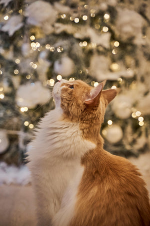 Proper Nutrition for Your Cat – What You Need to Know